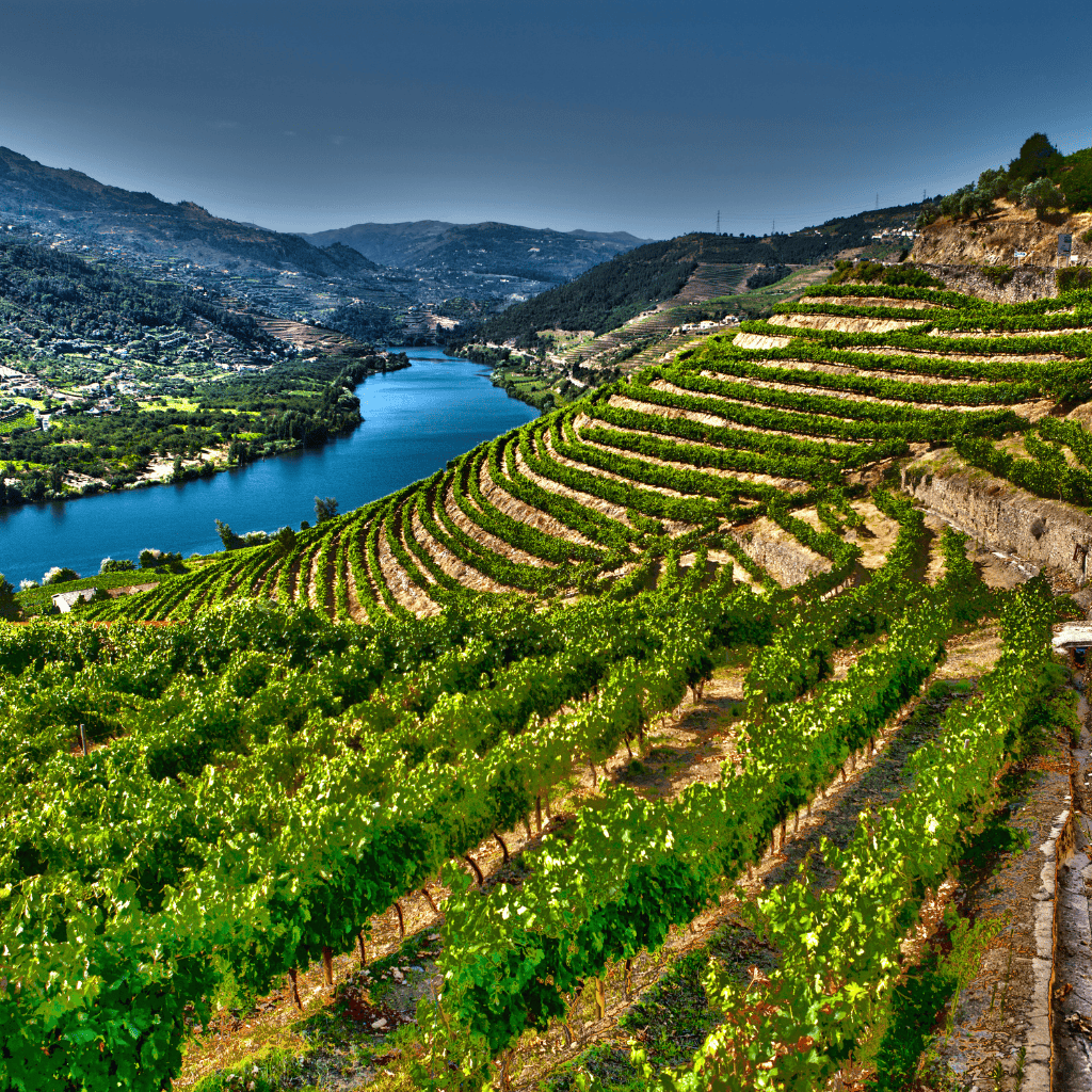 vale do douro - Vip Turismo Paris Vista aérea dos vinhedos do Vale do Douro com o rio serpenteando entre as montanhas