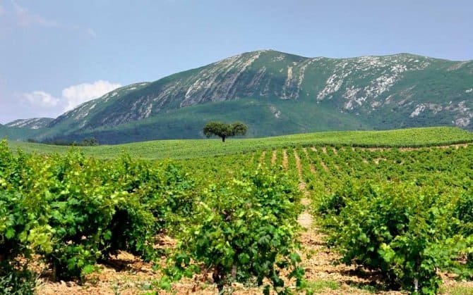 Passeio Serra da Arrábida, Vinhedo na região de Setúbal com montanhas ao fundo